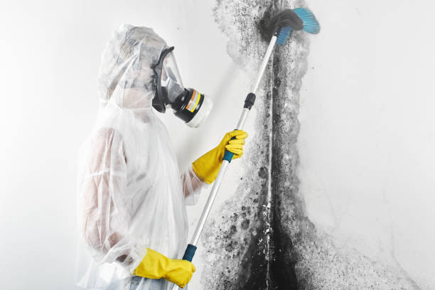 Best Mold-Related Health Consultation  in North Randall, OH