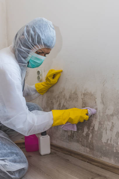 Best Emergency Mold Remediation  in North Randall, OH