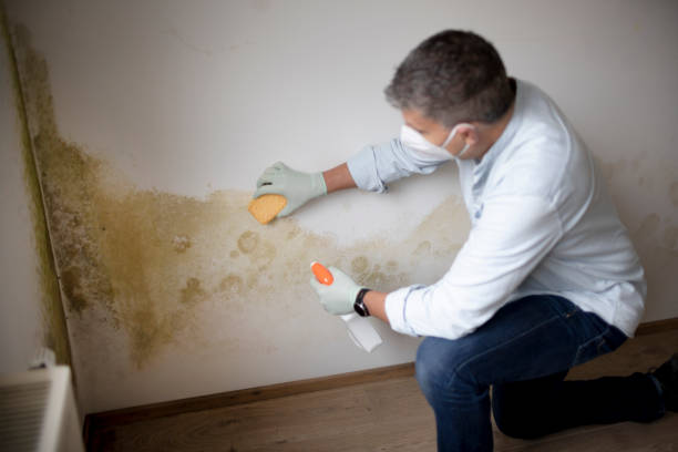 Best Biohazard Mold Removal  in North Randall, OH