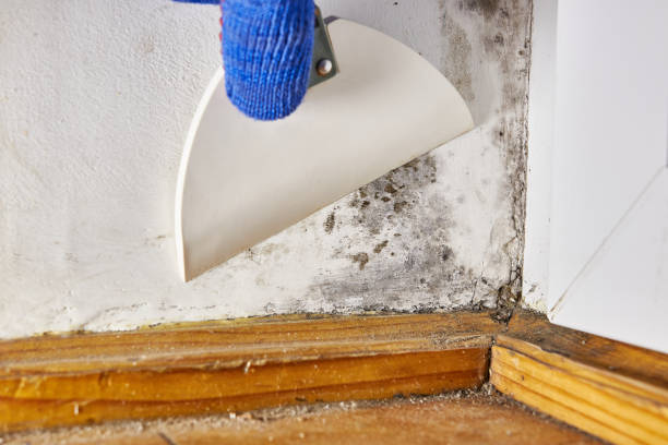 Best Crawl Space Mold Remediation  in North Randall, OH