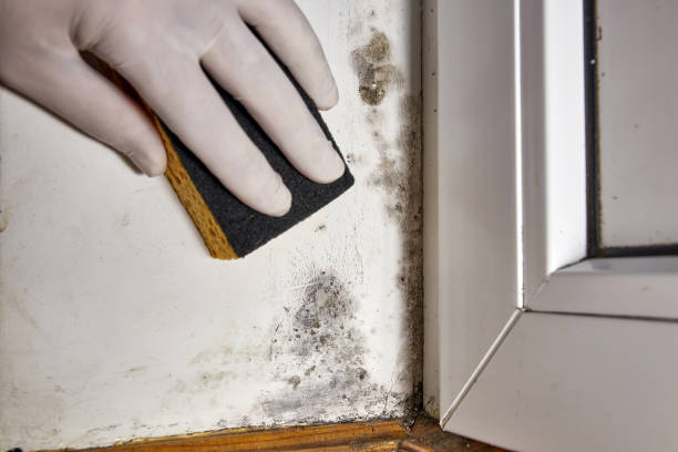 Best Mold Damage Restoration  in North Randall, OH